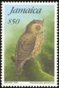 Brown Owl (Pseudoscops grammicus)